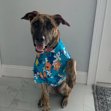 Echo, VP of Sales and Barketing at Vital Homes Painting.